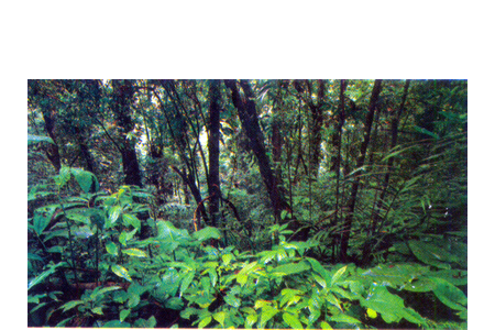 Los bosques monzónicos, característicos de India